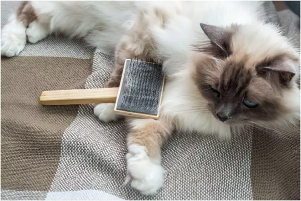Как правильно вычесывать кошку
