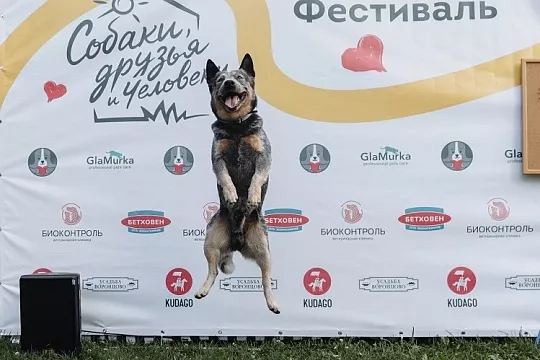 «Собаки, которые любят»: как прошел самый добрый фестиваль этого лета
