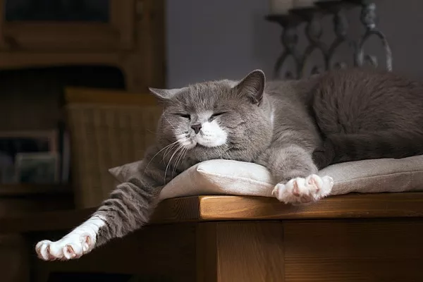 Видят ли кошки сны?