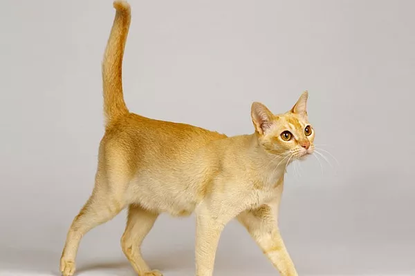 Цейлонская кошка