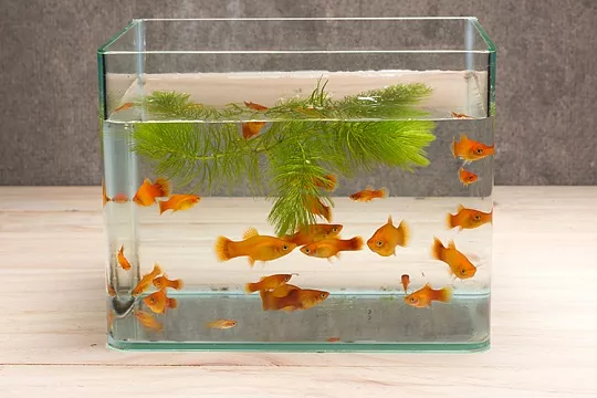 Каких рыбок лучше завести?