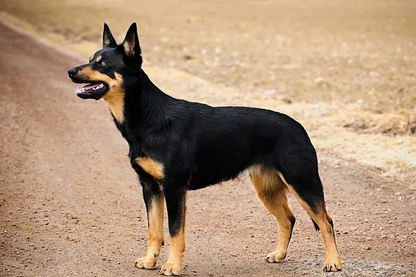 Австралийский келпи