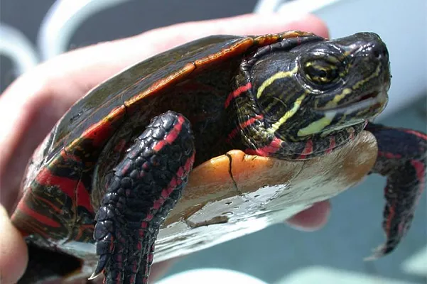 Украшенная расписная черепаха