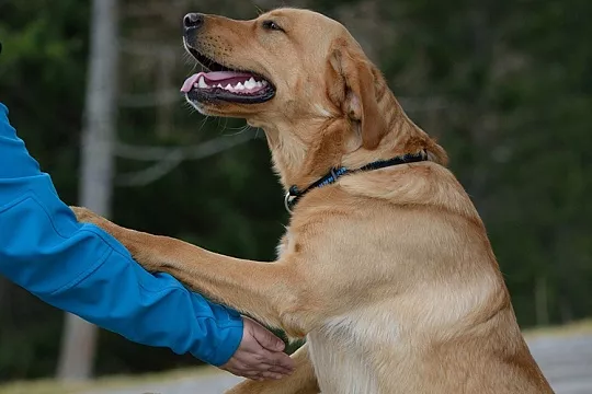Как отучить собаку прыгать на хозяина