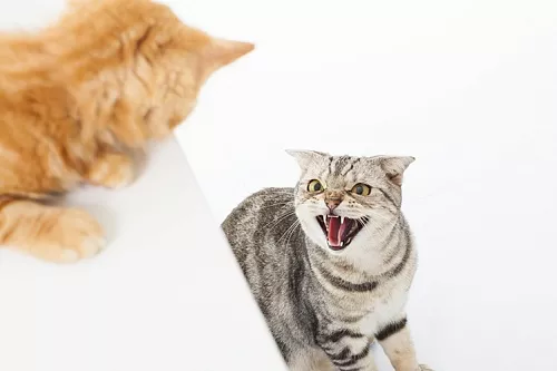 Как подружить кошку с котенком