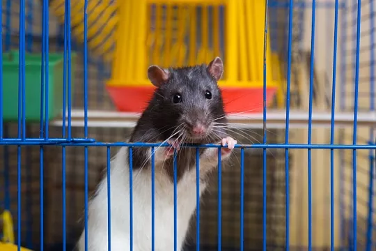 Почему питомцы играют? Нейробиологи раскрыли вопрос на примере крыс