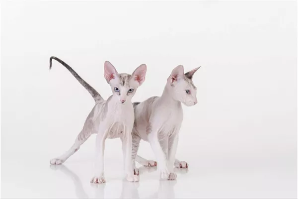 Петерболд (петербургский сфинкс)