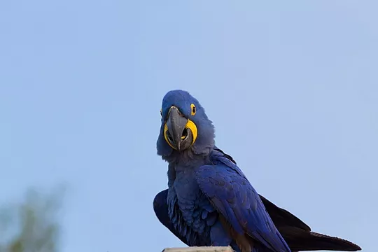 Попугай улетел на улицу, SOS! Попугай улетел на улицу, SOS!