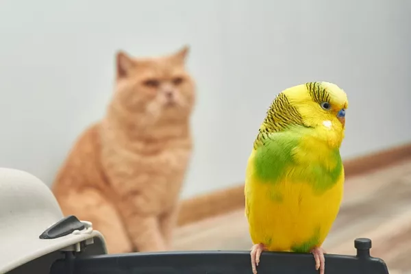 Кошка поймала птицу: что делать