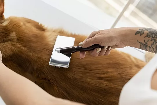 9 главных ошибок в домашнем груминге