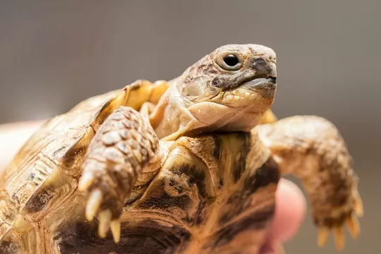 Черепаха в спячке. Нужно ли отправлять питомца на сезонную паузу