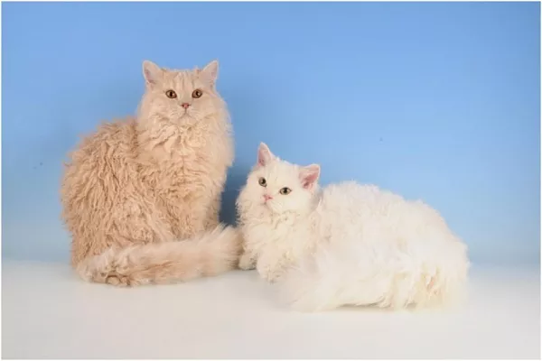 Богемский рекс