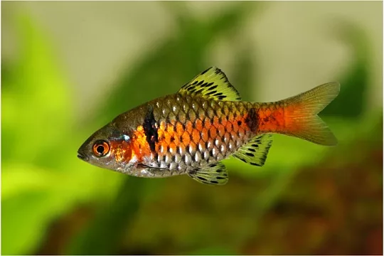 Алый барбус: яркие огоньки в воде