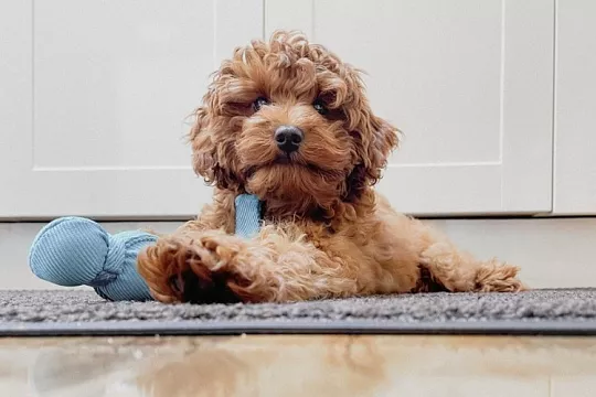 Щенок в новом доме: осмотр, обработка, вакцинация