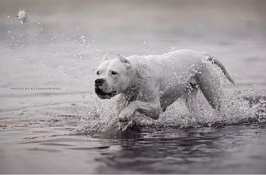 Виды спорта и нормативы для аргентинских догов