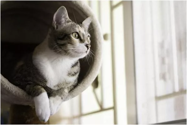 Течка у кошек
