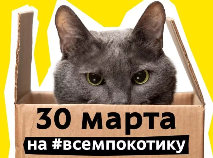 #Всем по котику