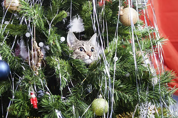 Кошки Новогодняя Елка Кошки Новогодняя Елка
