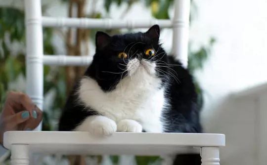 Откуда у домашних кошек белые лапки?