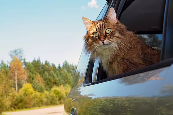 С кошкой на дачу!