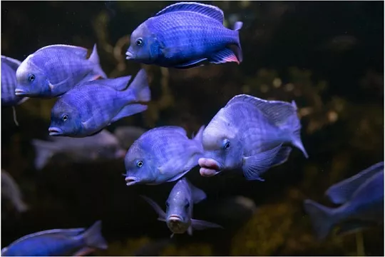 Голубой дельфин: горбатая цихлида