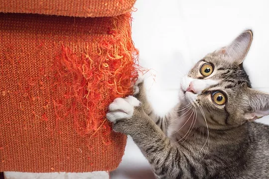 Мой кот – монстр! Мой кот – монстр!
