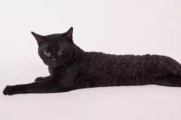 Немецкий рекс