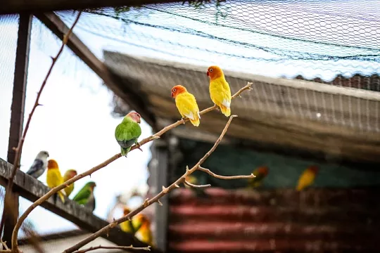 Вольер для попугаев и других птиц на даче: где поставить и что учесть при проектировании