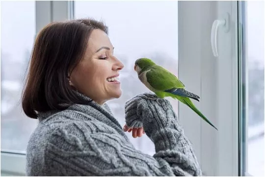 Сколько живут попугаи в домашних условиях