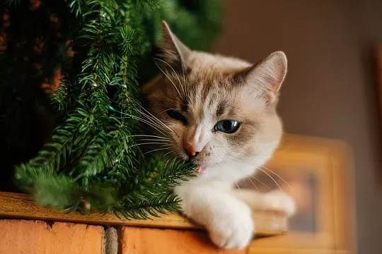 Инородное тело в ЖКТ питомца: распознать и обезвредить Инородное тело в ЖКТ питомца: распознать и обезвредить