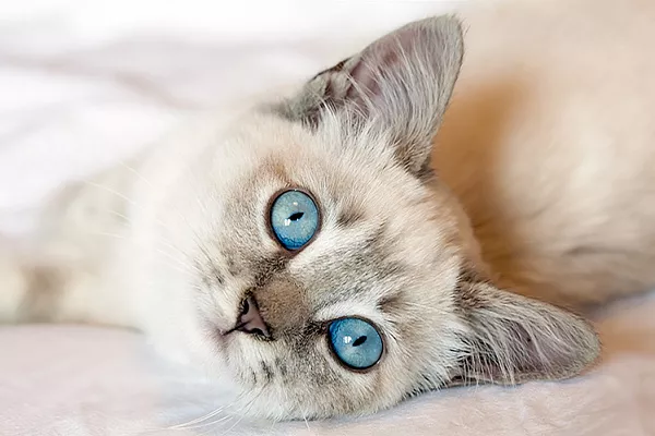 Когда котята меняют шерсть и цвет глаз