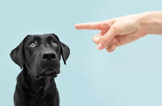Можно ли наказывать собаку