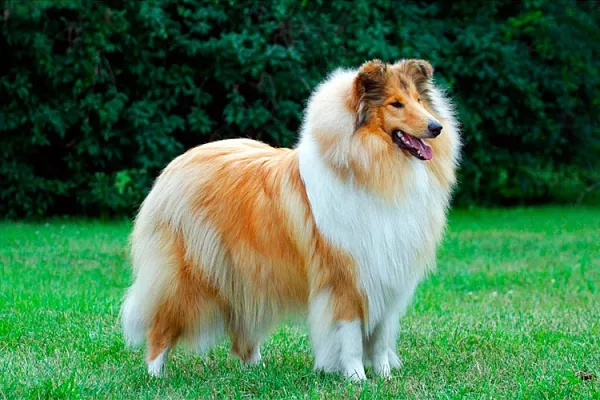 Колли длинношерстный