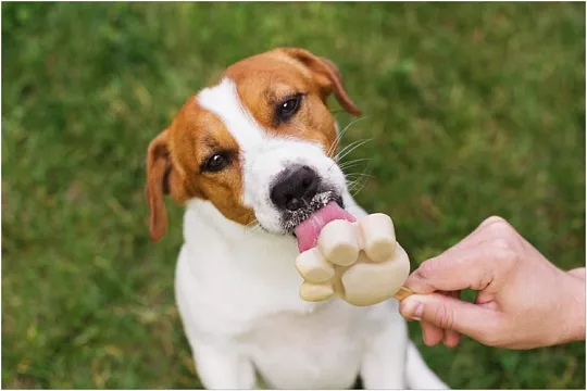Можно ли давать собаке творог