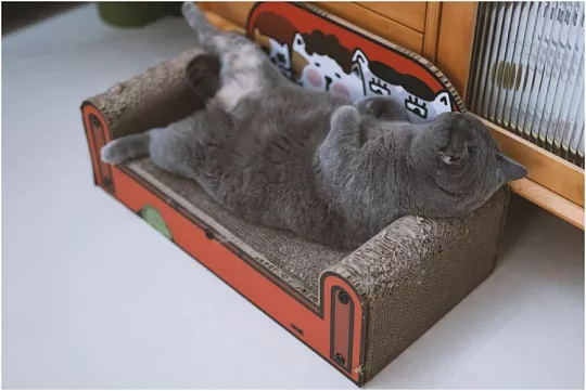 Почему кошка храпит и что делать