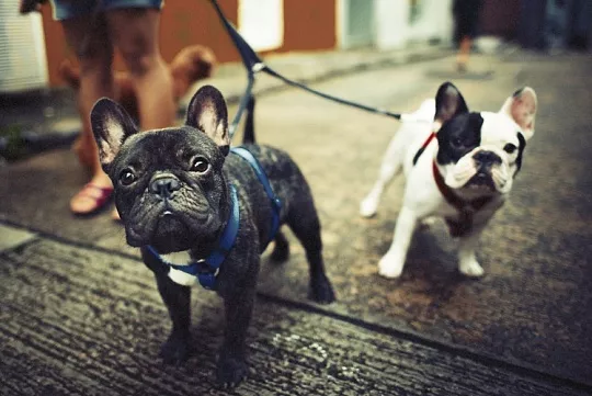 Парад французских бульдогов: искусство, пикник и любовь