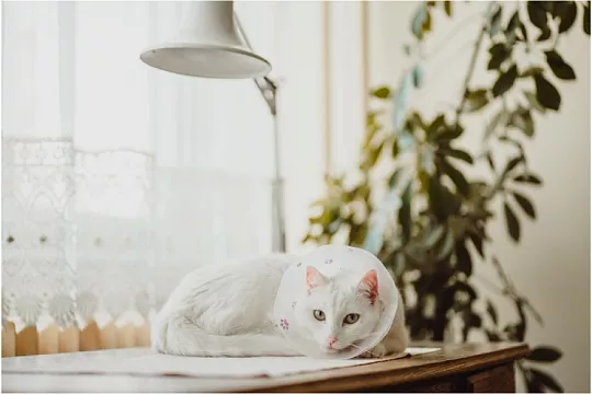 Кошка после стерилизации мало двигается. Как заставить?