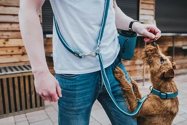 Как выбрать удобный и стильный поводок 