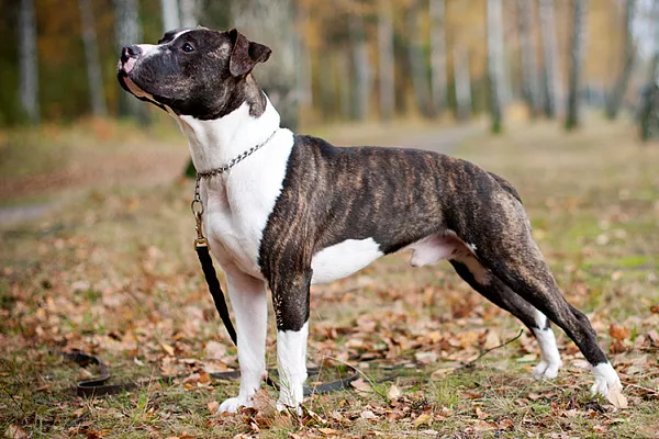 Американский питбультерьер