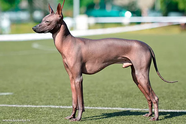 Мексиканская голая собака (ксоло)