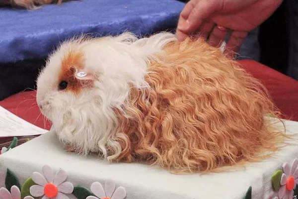 Морская свинка тексель