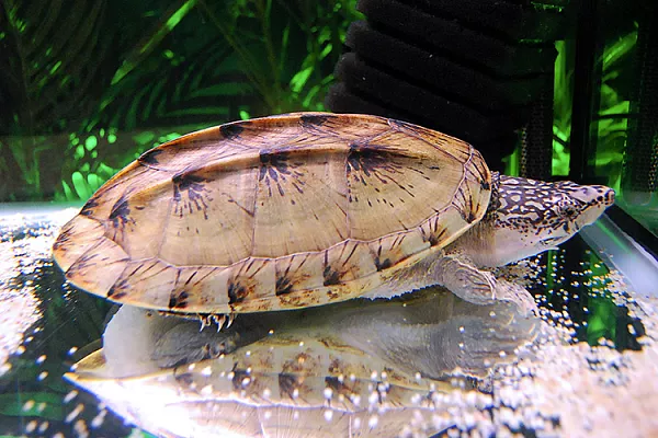 Мускусная черепаха