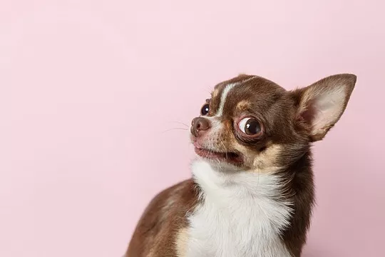 Как отучить собаку бояться гостей и людей на улице?