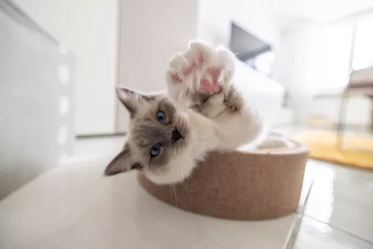 Говорите по-кошачьи? Проверьте свои знания