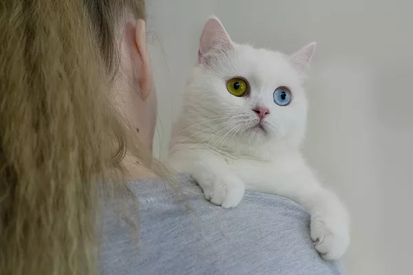 Действительно ли кошки отзываются на свое имя. Новый эксперимент
