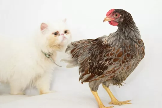 Курица вместо кота! Стоит ли заводить неожиданного питомца в квартире