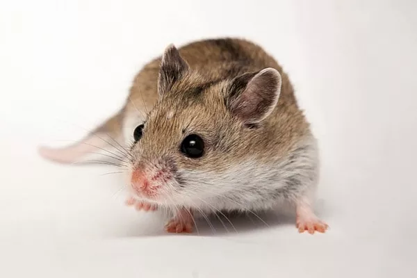 Китайский хомяк