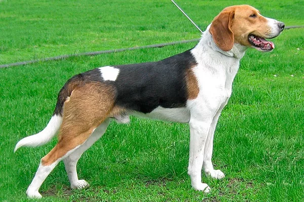 Эстонская гончая