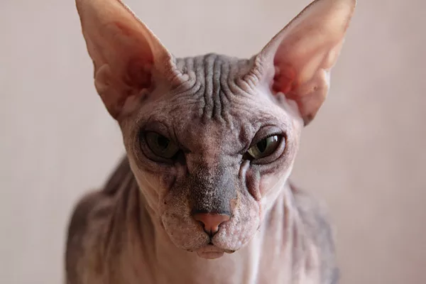 Умеют ли кошки мстить?