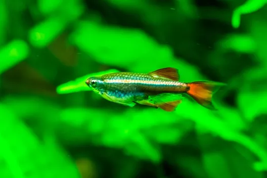 Рыбка кардинал: дружит со всеми и подходит новичкам